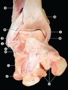 Anatomia dos ligamentos e cartilagem do tornozelo para artroscopia.